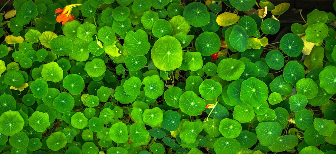 Morbi rhoncus, sem laoreet tempus pulvinar leo 
