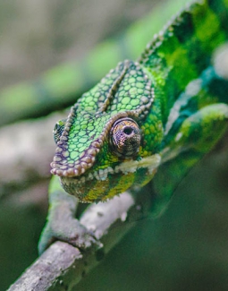 Fatback sausage pork loin bresaola tail sirloin Bresaola.